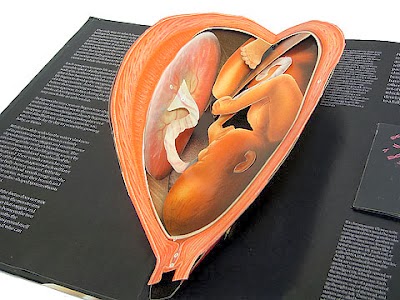 衛教立體書 - 生命真相|The Facts of Life 衛教立體書 - 生命真相|The Facts of Life