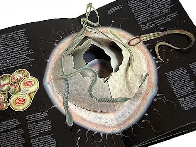 衛教立體書 - 生命真相|The Facts of Life 衛教立體書 - 生命真相|The Facts of Life