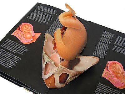 衛教立體書 - 生命真相|The Facts of Life 衛教立體書 - 生命真相|The Facts of Life